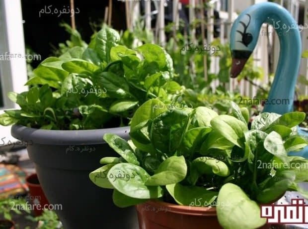 چگونگی پرورش سبزی و صیفی جات در گلدان اسفناج و رشد عالی در گلدان