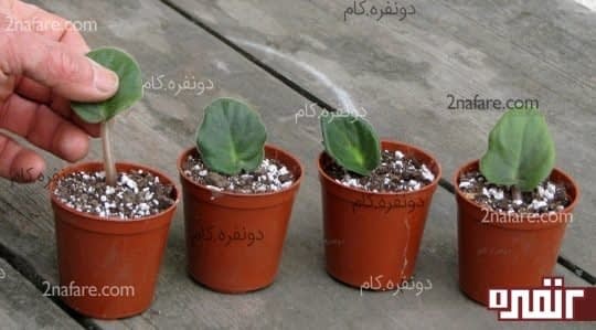 کاشتن برگها در گلدان و خاک مناسب