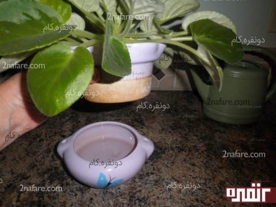 برای آبیاری بنفشه ها از زیرگلدانی استفاده کنید