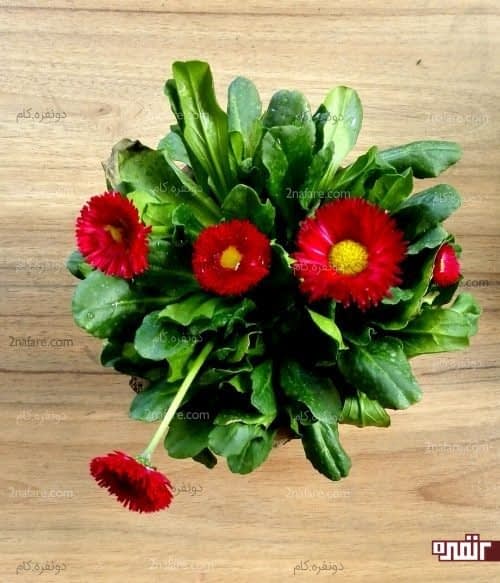 گل مینای چمنی قرمز
