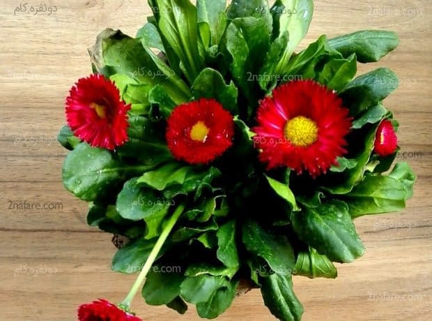 روش نگهداری و پرورش گل مینای چمنی گل مینای چمنی قرمز