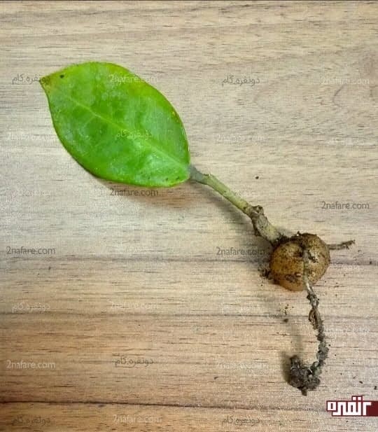 نمای نزدیک ریزوم تازه متولد شده