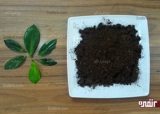 برگهای تازه و سالمی رو از شاخه اصلی جدا کنید
