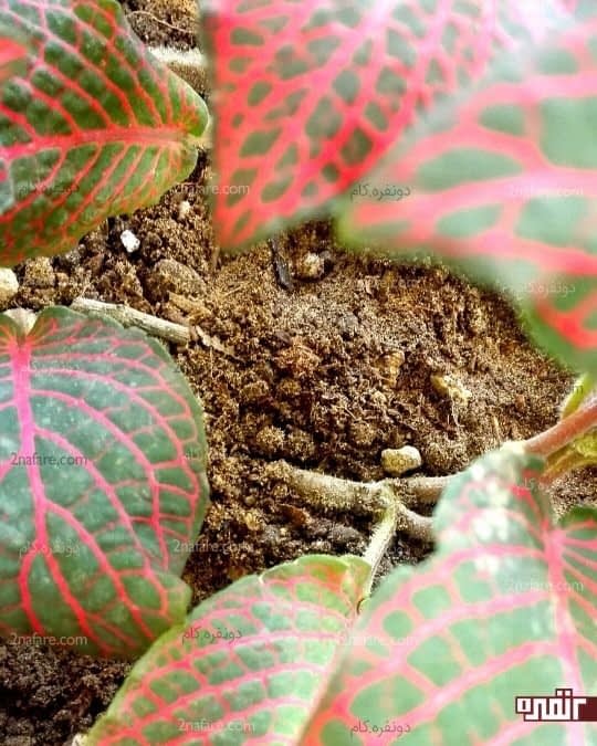 نمای نزدیک از خاک فیتونیا و ساقه ی خوابانده روی خاک برای ریشه دار کردن ساقه گیاه 