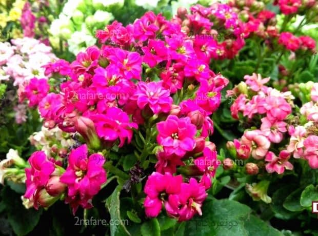 روش نگهداری کالانکوآ گل زیبای بهاری کالانکوآ یا کالانکوئه
