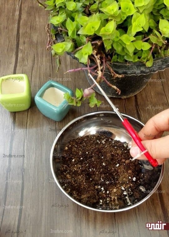 جدا کردن ساقه هایی از گیاه برای تکثیر