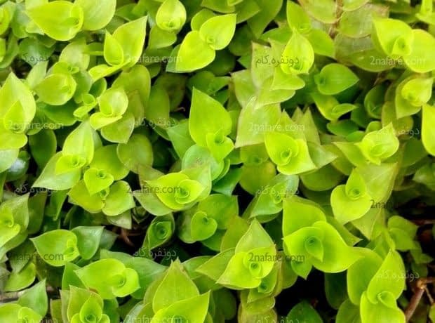 روش نگهداری و پرورش گیاه آویز کالیسیا تصویر از نمای نزدیک برگهای زیبای کالیسیا