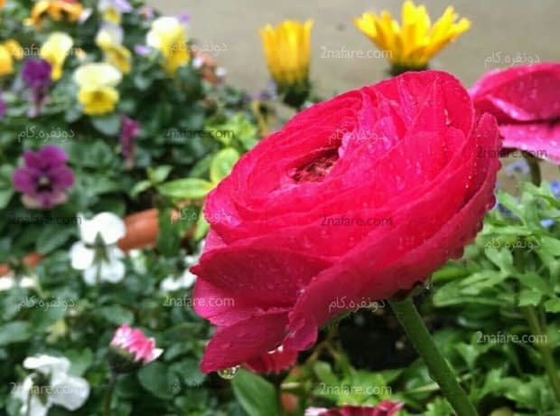 روش نگهداری از گل آلاله زیبا و بهاری گل آلاله سرخابی