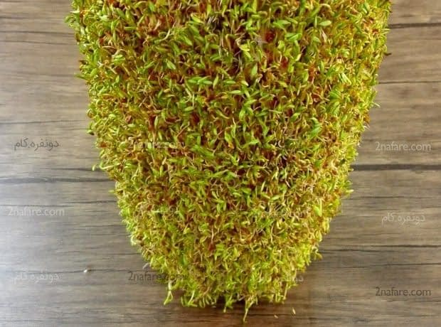 آموزش سبزه شاهی مرحله به مرحله جوانه زنی سبزه ها بعد از بیست و چهار ساعت دوم