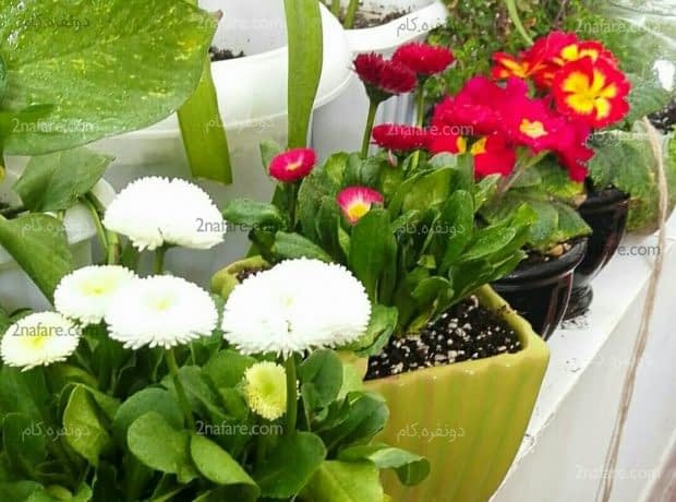 فواید نگهداری از گل ها و گیاهان تاثیر محیطی گیاهان آپارتمانی به لحاظ زیبایی