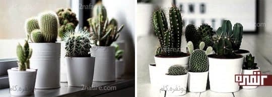 کاکتوس های زیبا برای قرار دادن در محیط خانه