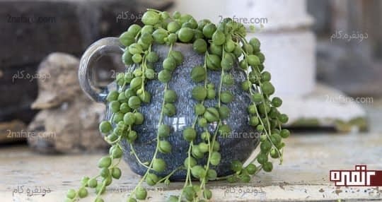 گل رشته ی مروارید