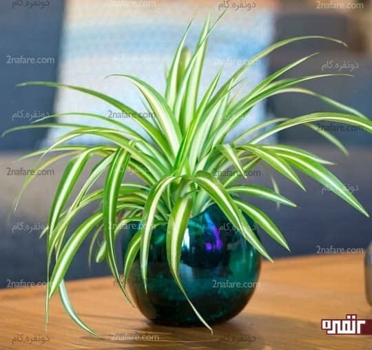 گندمی گیاهی ضدعفونی کننده
