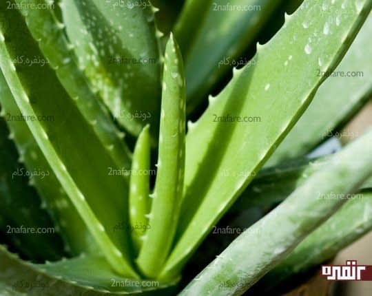 گیاه آلوئه ورا