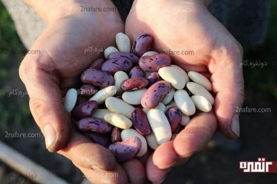 لوبیا سفید