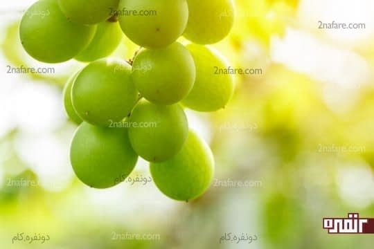 انگور و غوره یک چربی سوز مفید
