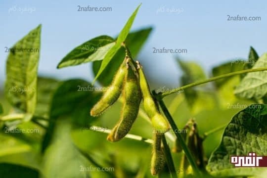 دانه سویا منبعی غنی از چربی مفید