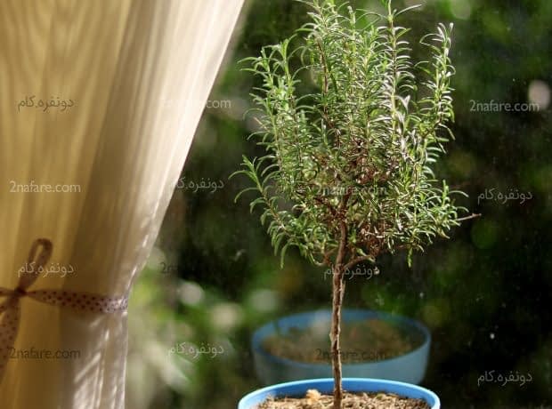 روش نگهداری از گیاه رزماری