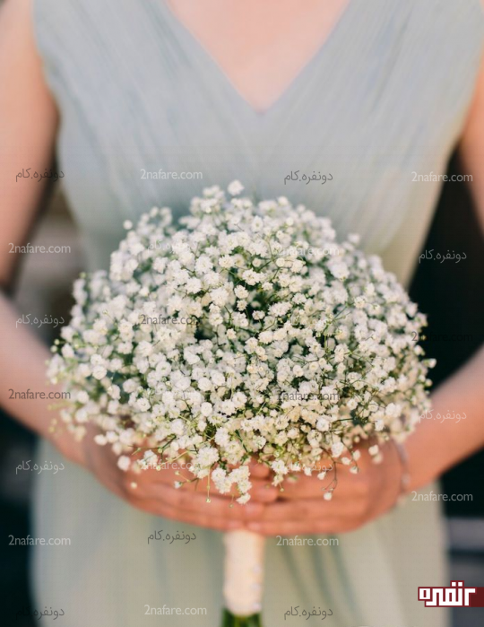 ژیپسوفیلا یا نفس کودک