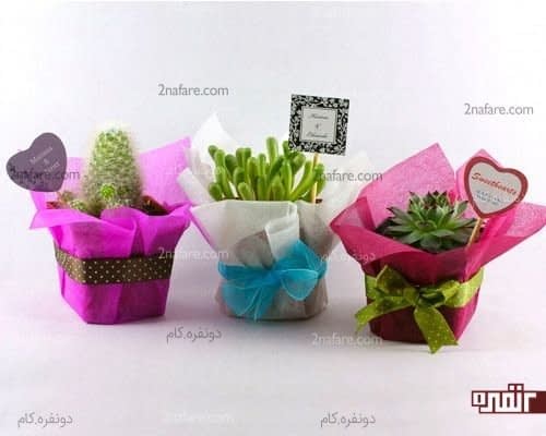 کیفت کاکتوس زیبا