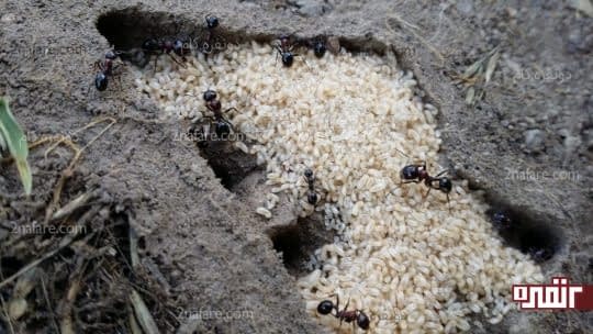 تخم مورچه