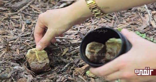 استفاده از چای کیسه ای بعنوان کود