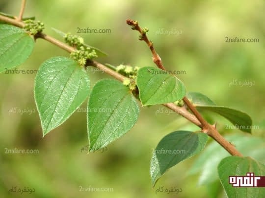 برگ سدر