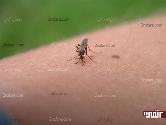 تسکین نیش حشرات