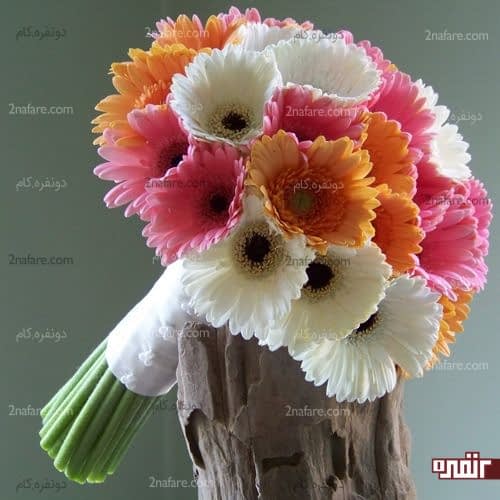 تنوع رنگی زیبای دسته گل ژربرا