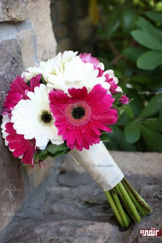 دو رنگ زیبای دسته گل عروس با ژربرا