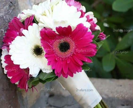 دو رنگ زیبای دسته گل عروس با ژربرا