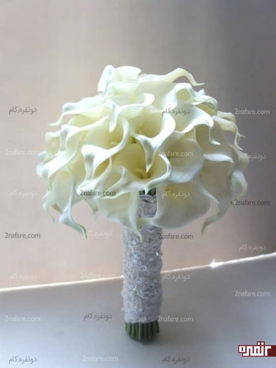 شیپوری سفید و جذاب