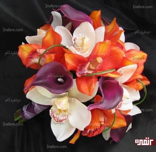 شیپوری و ارکیده