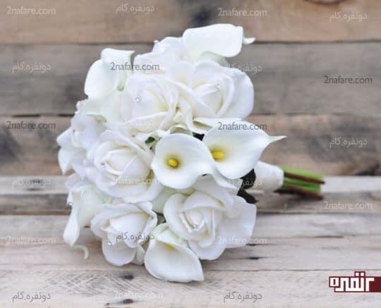 شیپوری و رز سفید