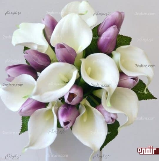 شیپوری و لاله