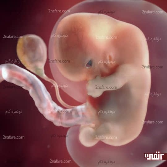 دو ماهگی جنین