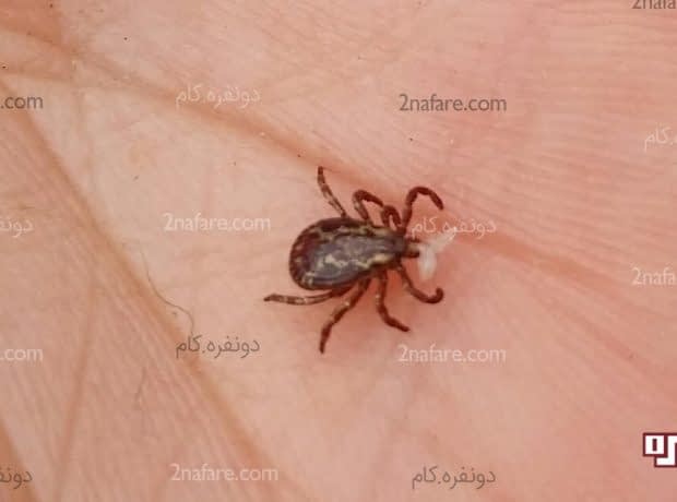 دفع حشرات و جانوران موذی در طب بو علی کَک