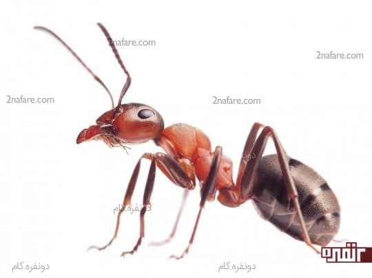 مورچه
