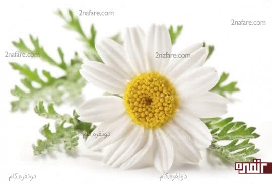 بابونه