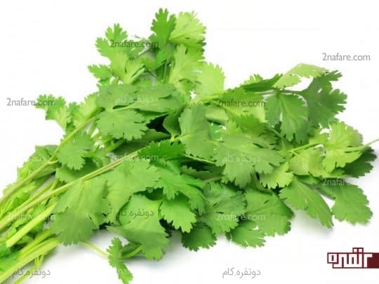 گشنیز