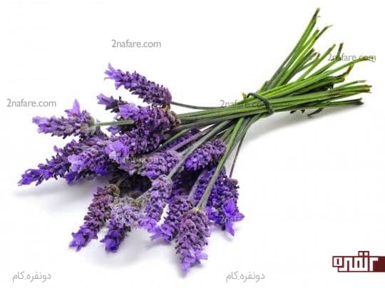 اسطوخدوس