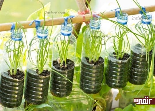 استفاده از بطری های پلاستیکی برای کاشت سبزی ایده ای ساده و ارزان
