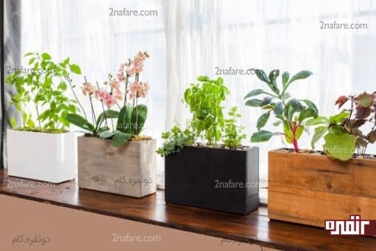 انتخاب فضای مناسب و نور کافی برای کاشت سبزی در آپارتمان