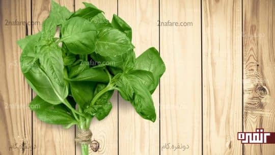 برگ ریحان مقوی