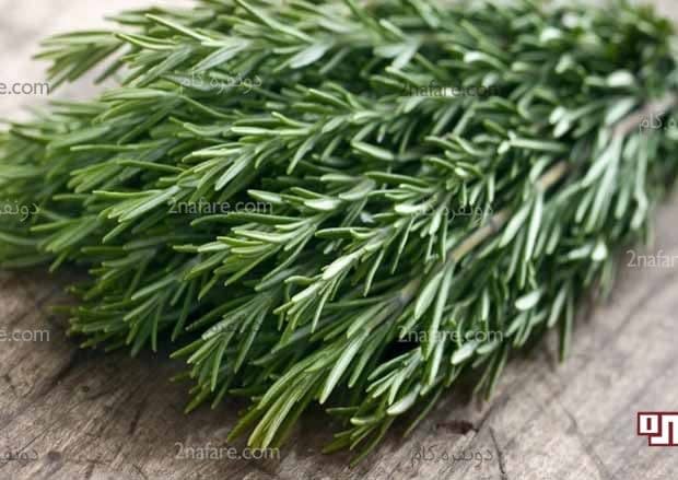 خواص رزماری و تاثیر شگفت انگیزش برای بدن