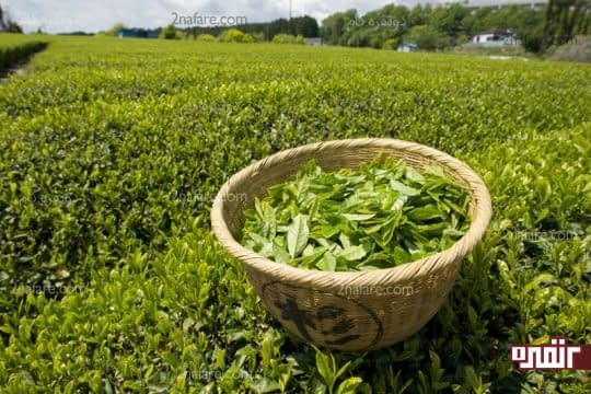 چای سبز بعلت فراوری کمتر خواص بیشتری داره