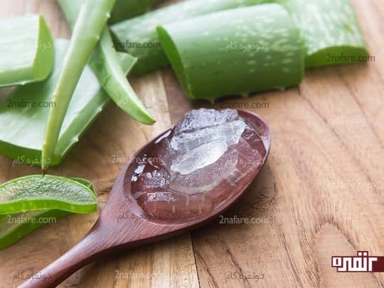 ژل موجود در برگ آلوئه ورا