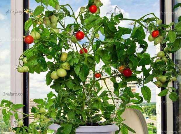 ایده های ساده برای کاشت سبزی در آپارتمان گلدانی پر از گوجه در پشت پنجره