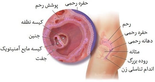 شکل جنین در هفته دوم بارداری