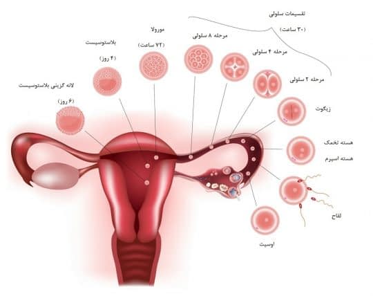 مراحل اولیه تشکیل جنین